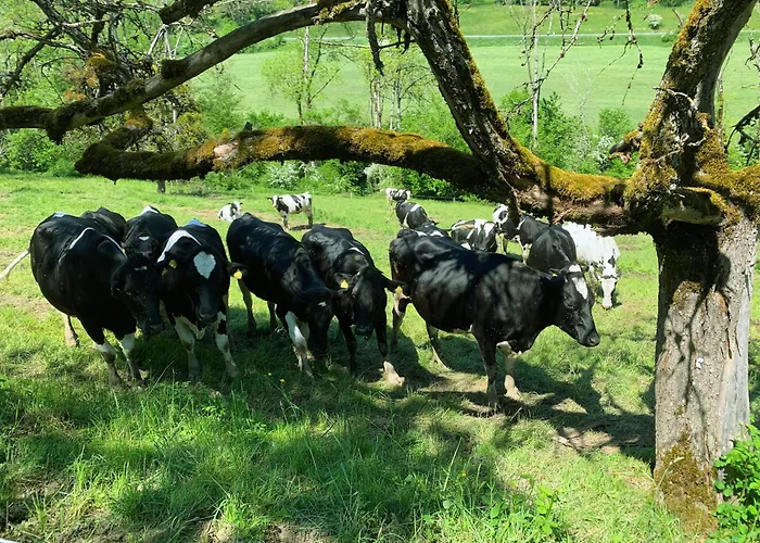Апартаменты Stilvoll Eingerichtetes In Historischem Bauernhaus, Voll Ausgestattet Inmitten Der Auf 75 Qm *